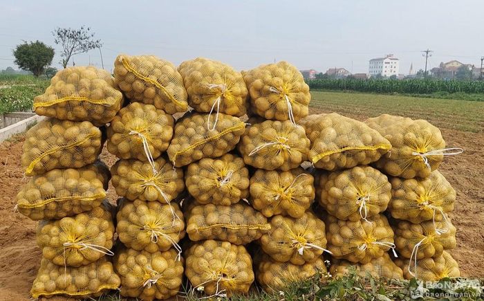 Nông dân tuyển lựa khoai trước khi nhập cho doanh nghiệp. Ảnh: Mai Giang