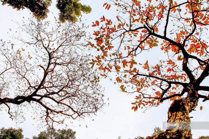Hà Nội thời điểm này nhuộm trong sắc vàng, sắc đỏ. Mùa lá rụng của Hà Nội thường chỉ kéo dài trong khoảng 2-3 tuần trước khi cây lên lá mới.