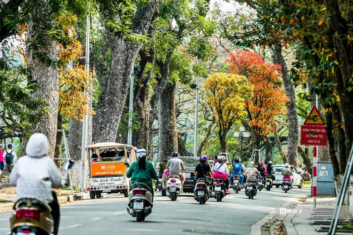 Hàng cây thời điểm giao màu trên phố Lê Thái Tổ.