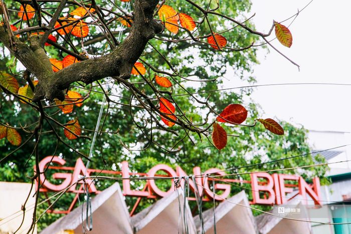 Những chiếc lá bàng còn sót tại ga Long Biên.