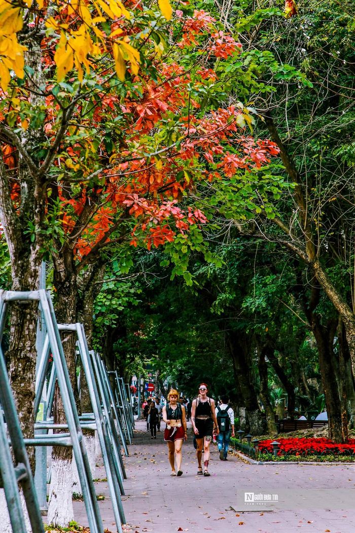 Dọc tuyến phố đi bộ Hồ Gươm là những hàng cây sấu rợp bóng quanh năm. Giờ đây, sắc vàng lại được phủ kín ven hồ. Nếu dạo chơi trên phố đi bộ Hồ Gươm ngày cuối tuần sẽ có những khoảnh khắc bình yên, thư thái