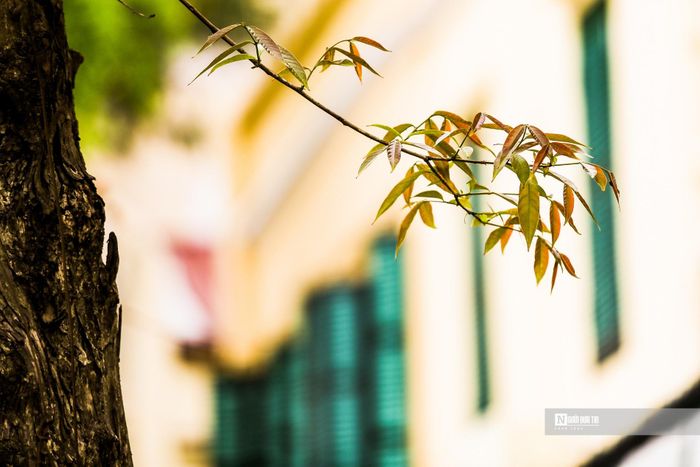 Lá khô chuẩn bị rụng để nhường chỗ cho mầm non.