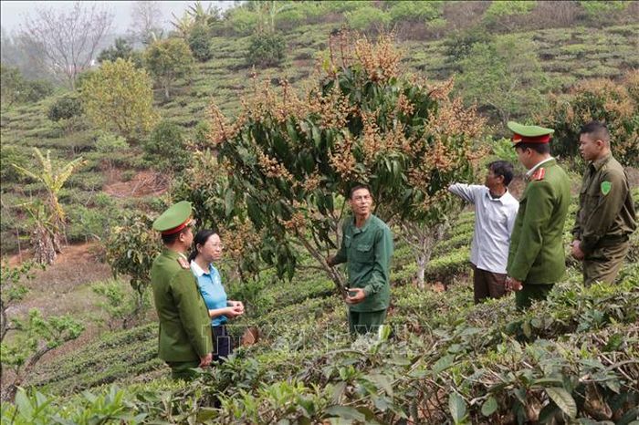 Thành viên Câu lạc bộ thăm mô hình trồng cây ăn quả của anh Phạm Đức Chín ở tiểu khu 2, xã Chiềng Sơn (Mộc Châu, Sơn La).