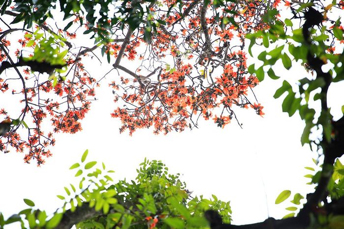 Giữa những khoảng xanh mởn của cây lá, sắc hoa gạo càng thêm nổi bật