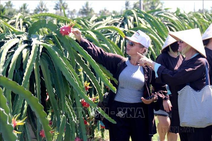 Mô hình du lịch cộng đồng gắn với sản xuất thanh long đầu tiên của Bình Thuận là điểm tham du lịch vườn thanh long Phú Mỹ, xã Hàm Mỹ, huyện Hàm Thuận Nam chính thức đi vào hoạt động từ đầu năm 2020, thu hút nhiều du khách trong và ngoài nước đến trải nghiệm. Ảnh: Nguyễn Thanh/ TTXVN