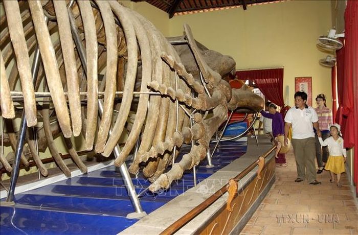 Khách du lịch xem bộ xương cá voi lớn nhất Đông Nam Á, được trưng bày tại dinh Vạn Thủy Tú, Tp Phan Thiết. Ảnh: Anh Tuấn/TTXVN