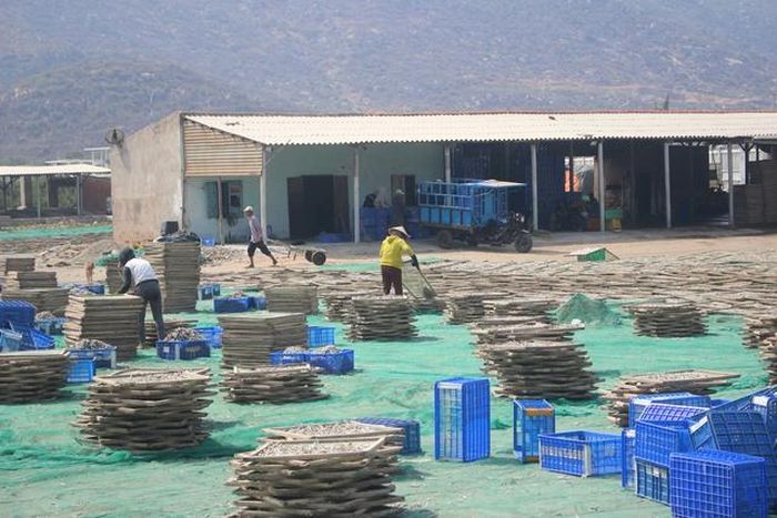 Cuộc đời thăng, trầm của nhiều người dân gắn liền với con cá cơm