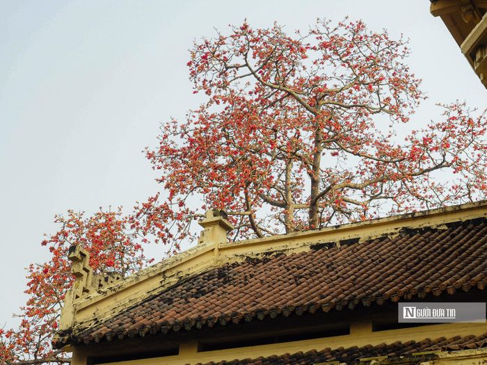 Hoa gạo gắn liền với tháng 3 với sắc hoa đỏ rực ấm áp báo hiệu những đợt lạnh cuối cùng sắp qua, mùa hè sắp đến.