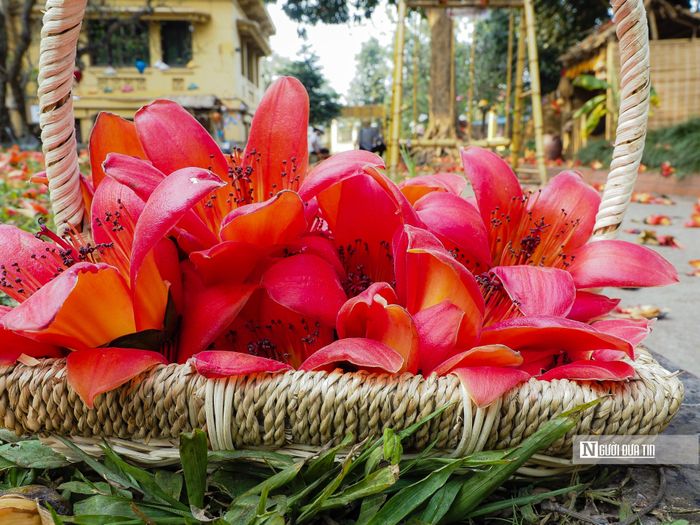 Hoa gạo là loài hoa cánh đơn, có 5 cánh đỏ tươi rực rỡ, với những nhụy hoa thẳng tắp.