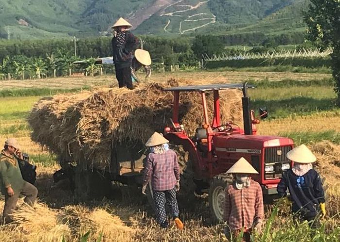 Người dân ở Hòa Hội thu hoạch lúa. Ảnh: H.H.Thế