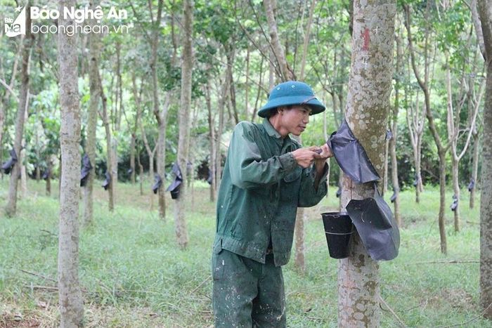 Công nhân Công ty cổ phần Đầu tư phát triển cao su Nghệ An khai thác vườn cây ở Thanh Đức, Thanh Chương. Ảnh tư liệu: Phú Hương