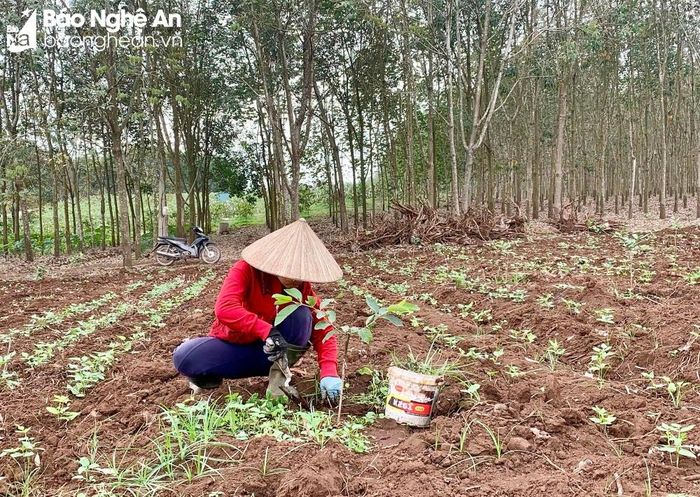 Chặt bỏ cây cao su, gia đình chị Đinh Thị Lan, xã Nghĩa Hồng chuyển sang trồng ổi. Ảnh: Phú Hương
