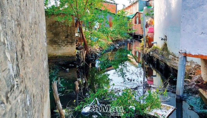 Hướng thoát nước từ Kênh Chùa (Phường 4) ra sông Cà Mau bị người dân lấn chiếm, bị bồi lắng, làm ảnh hưởng đến dòng chảy.