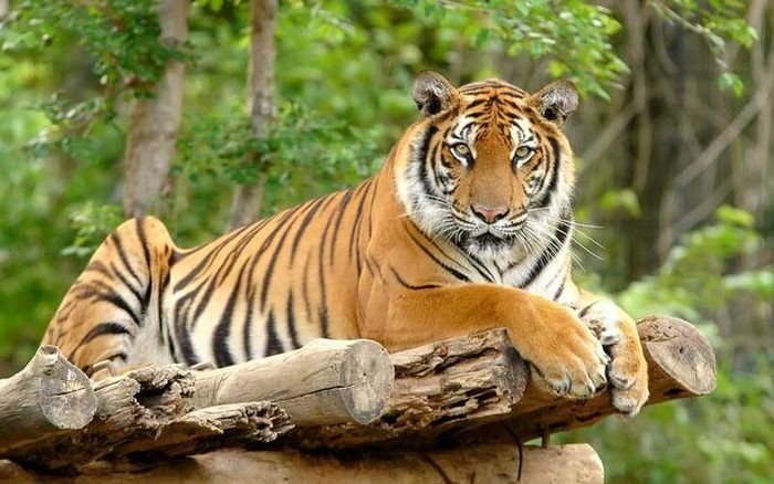 Ngoài ra năng lực của bản thân rất mạnh, dấn thân vào lĩnh vực gì cũng sẽ nổi bật và kiếm được nhiều tiền, chắc chắn sẽ trở thành một người giàu có và quyền lực trong tương lai. 