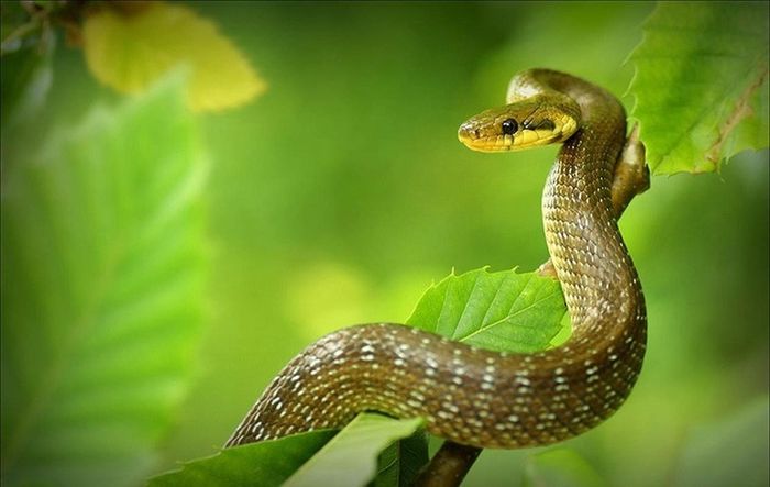 Tuổi Tỵ. Tuổi Tỵ vốn có tài hùng biện, họ sẽ dần trưởng thành và ngày càng khôn ngoan hơn, thêm vào tính cách tương đối khéo léo và nhiệt tình, tuổi Tỵ sẽ có rất nhiều mối quan hệ có lợi.