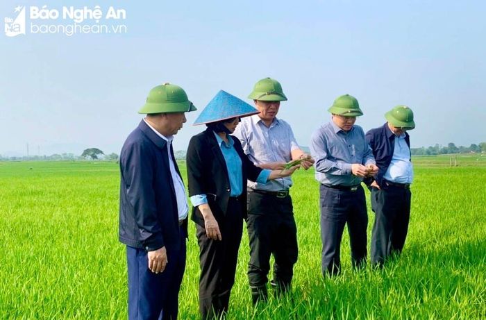 Lãnh đạo tỉnh kiểm tra tình hình sản xuất lúa vụ xuân tại các địa phương. Ảnh: Phú Hương