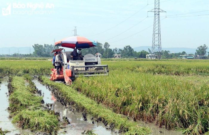 Nông dân huyện Yên Thành thu hoạch lúa. Ảnh: Phú Hương