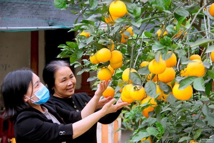 Cam Vinh là một trong những sản phẩm OCOP chủ lực của Nghệ An. Ảnh: Quang An