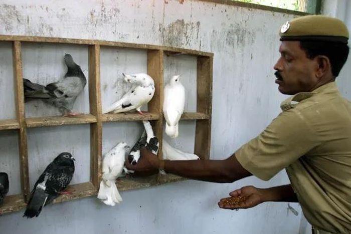 Những con bồ câu của cảnh sát tại Cuttack. Ảnh: Reuters