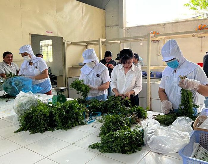 Thành viên Hợp tác xã Sản xuất và Tiêu thụ rau an toàn xã Long Thuận thực hiện công đoạn sơ chế rau