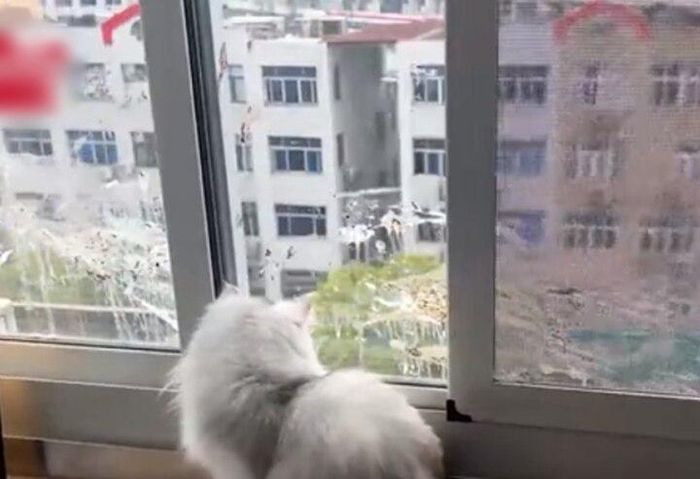 Mèo cưng hậm hực nhìn chim hoét đen trả thù bằng phân chim.