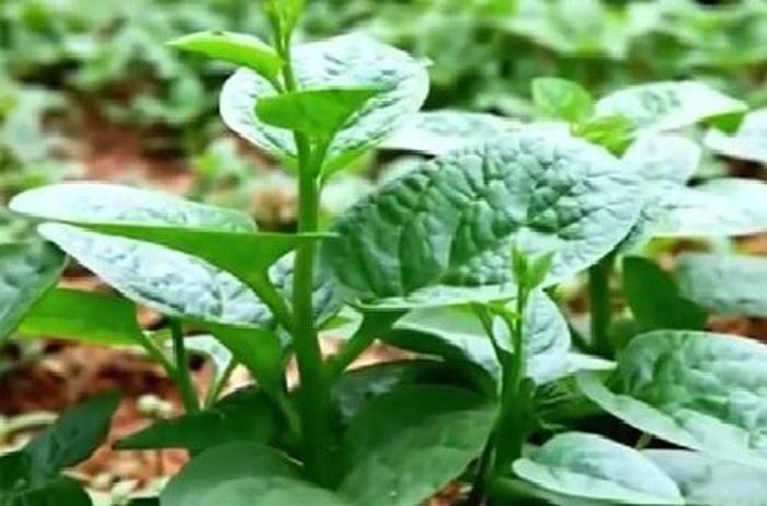 Rau mồng tơi tốt cho người bị táo bón.