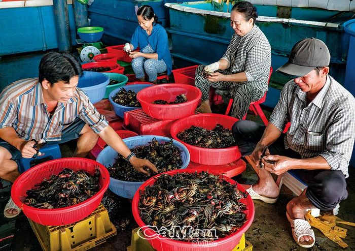 Ba khía được vận chuyển từ huyện Năm Căn và Ngọc Hiển về vựa để sơ chế thành ba khía muối.