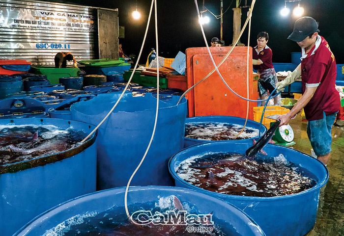 Cá tra được chạy oxy đến sáng thì xuất đi các tỉnh miền Tây, TP Hồ Chí Minh…