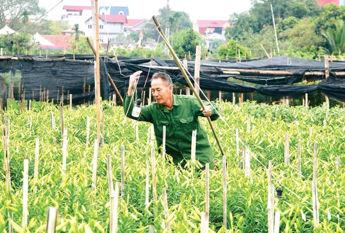 Người dân thắp bóng đèn tại vườn để điều tiết thời gian thu hoạch hoa.