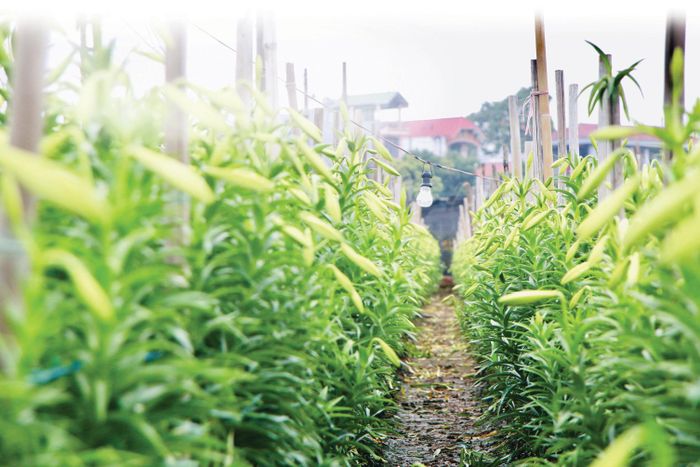 Ruộng hoa loa kèn ở Tây Tựu chờ thu hoạch.