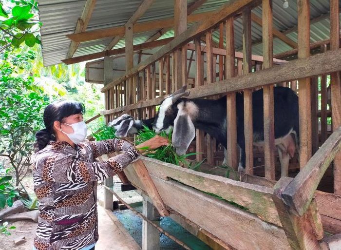 Mô hình nuôi dê từ nguồn vốn tín dụng chính sách xã hội của hộ gia đình chị Trần Thanh Nhàn, ấp Vĩnh Ðiền, xã Long Điền Đông, huyện Đông Hải, tỉnh Bạc Liêu đạt hiệu quả, giúp gia đình thoát nghèo. Ảnh: Phương Nghi