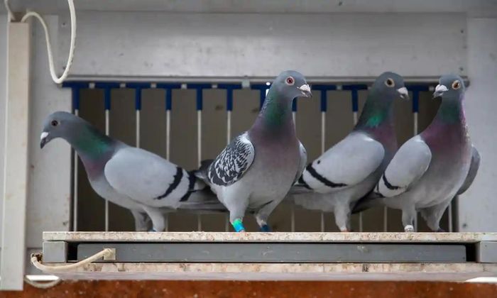 Cảnh sát sử dụng chim bồ câu Bỉ vì khả năng bay xa trong thời gian ngắn