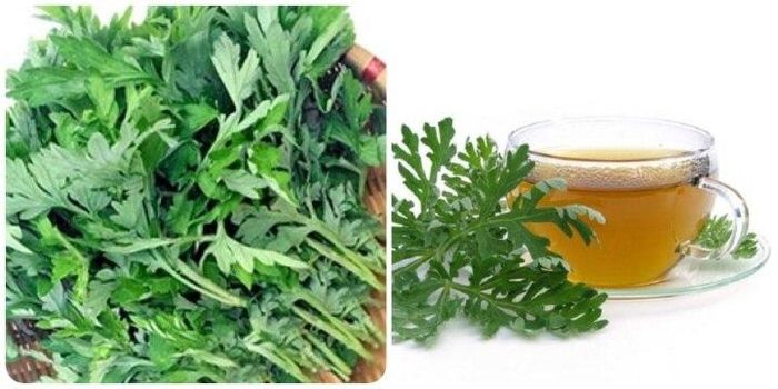 Uống nước ngải cứu có tác dụng gì là băn khoăn của nhiều người