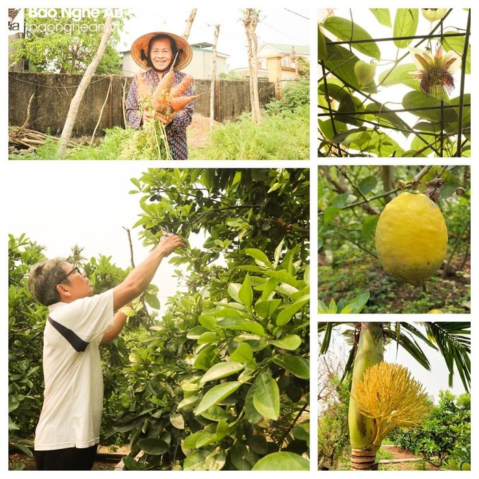 Vườn được cơ cấu trồng các loại cây như: bưởi Diễn, na Thái, chanh vàng Mỹ, chanh dây Nam Phi và các loại rau củ theo mùa. “Những loại cây này giá giống cao, khó chăm sóc nhưng giá trị kinh tế vượt trội. Chẳng hạn, chanh vàng Mỹ có giá 120.000 đồng/kg, na có giá 80.000 đồng/kg… Trung bình, thu nhập từ vườn mỗi năm đem lại cho gia đình khoảng 60 triệu đồng”, ông Hoàng Văn Thái cho biết. Ảnh: Thanh Phúc