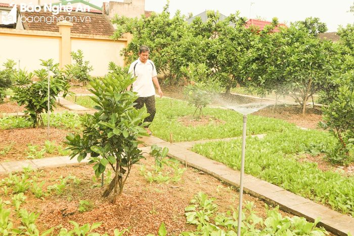 Vườn được đầu tư hệ thống tưới bằng béc với 260m chiều dài và 60 béc phun, tất cả được tự động hóa, điều khiển thông qua điện thoại thông minh. Ảnh: Thanh Phúc.