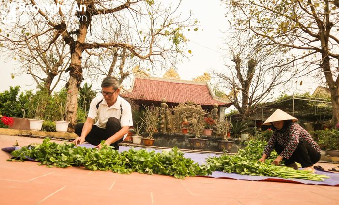 Tận dụng khoảng trống dưới cây ăn quả, ông bà trồng rau cần tây hữu cơ cung ứng cho các cơ sở sản xuất bột cần tây sấy lạnh. Ảnh: Thanh Phúc