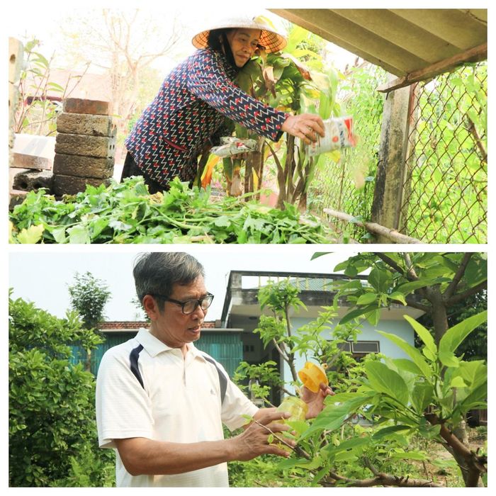 Tất cả quy trình từ trồng, chăm sóc, phòng trừ sâu bệnh đều tuân thủ nghiêm ngặt các tiêu chí về sản xuất hữu cơ. Sử dụng phân bón hữu cơ vi sinh, phòng trừ sâu bệnh bằng các chế phẩm thảo dược, bẫy côn trùng gây hại bằng bẫy sinh học… Ảnh: Thanh Phúc