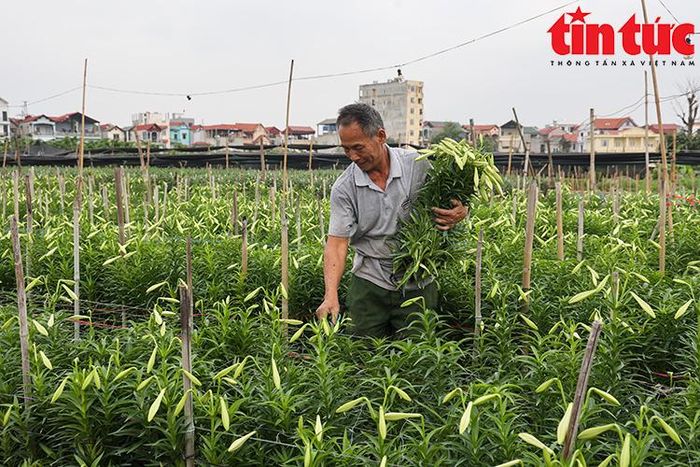 Ông Nguyễn Văn Thanh đang bất tật bó hoa để mang ra chợ hoa Quảng Bá (Hà Nội), mỗi ngày gia đình sẽ chở khoảng 60 bó hoa xuống chợ hoa Quảng Bá để bán buôn hoặc cho thương lái.