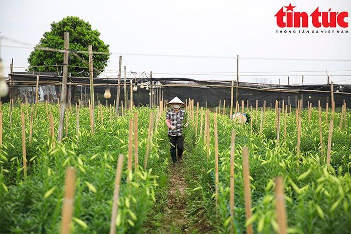 Hiện nay, đang vào vụ chính là loại kèn ta, ngoài ra còn có một loại kèn khác mà các tiểu thương vẫn hay gọi là "kèn tàu".