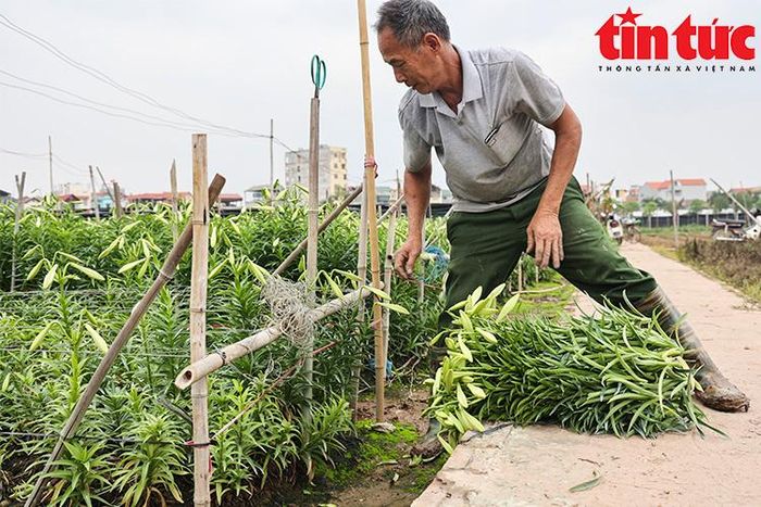 Giữa tháng 3 hoa loa kèn vào mùa, giá bán buôn ở mức 150.000 đồng/bó 100 bông. Sau đó, giá tụt khá nhanh. Hiện tại, giá bán 90.000 đồng/bó 100 bông. Mức giá này có thể coi là siêu rẻ khi hoa loa kèn mới chỉ đầu mùa.