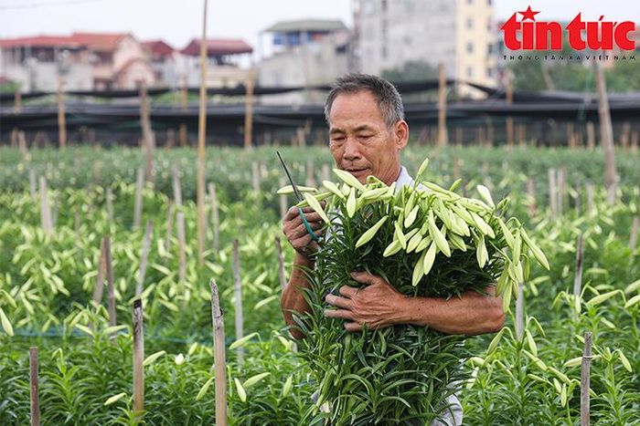 Loa kèn tiêu thụ rất nhanh vì thời vụ ngắn, mỗi năm chỉ có 1 lần.