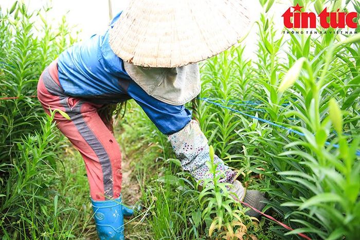 Hoa loa kèn được trồng từ đầu tháng 8 Âm lịch đến rằm tháng 2 năm sau là được thu hoạch.