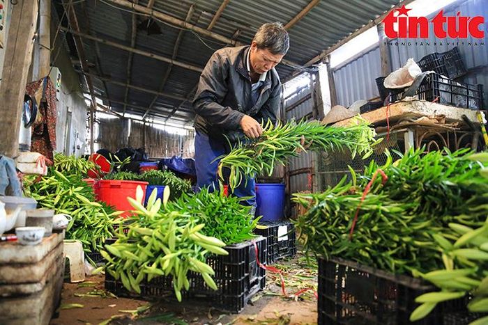 "Sau khi cắt bán, củ hoa kèn vẫn ở trong đất, đến tháng 7 chúng sẽ được đào lên và một tháng sau sẽ trồng vụ kế tiếp", ông Đỗ Đắc Luyến (phường Tây Tựu) cho biết.