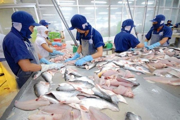 Xuất khẩu cá tra sang Ả Rập Xê út phục hồi trong quý I/2023. Ảnh minh họa.