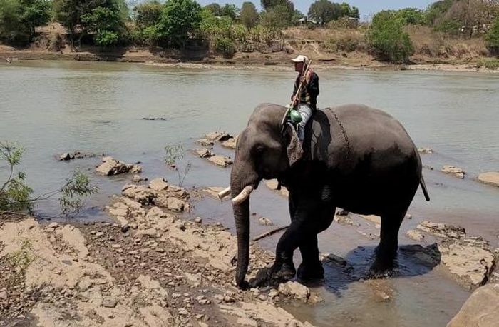 Số lượng voi nhà ở huyện Buôn Đôn sụt giảm nghiêm trọng vì già yếu, không sinh sản
