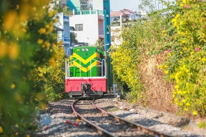 Hoa huỳnh liên hai bên đường ray trên đường Lê Văn Sỹ, quận Phú Nhuận, TPHCM. Ảnh: Hải Long