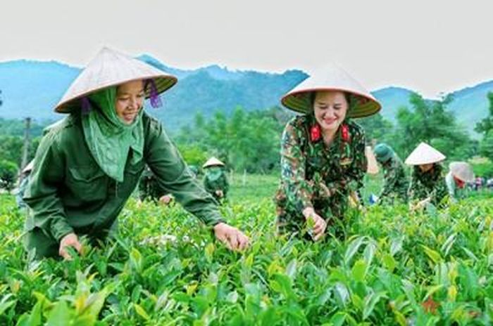 Bộ đội giúp nhân dân thu hoạch chè. 