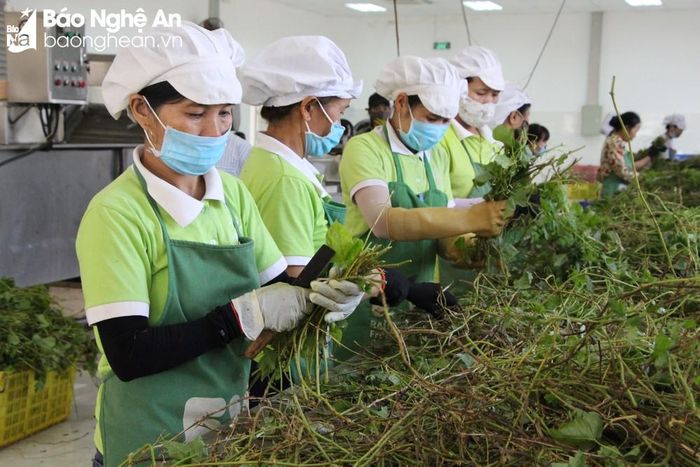 Chế biến dược liệu tại Tập đoàn TH ở Nghĩa Đàn. Ảnh: Trân Châu 