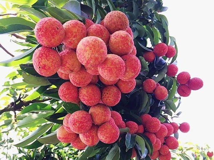 Vải thiều Lục Ngạn được xuất khẩu đi nhiều nước