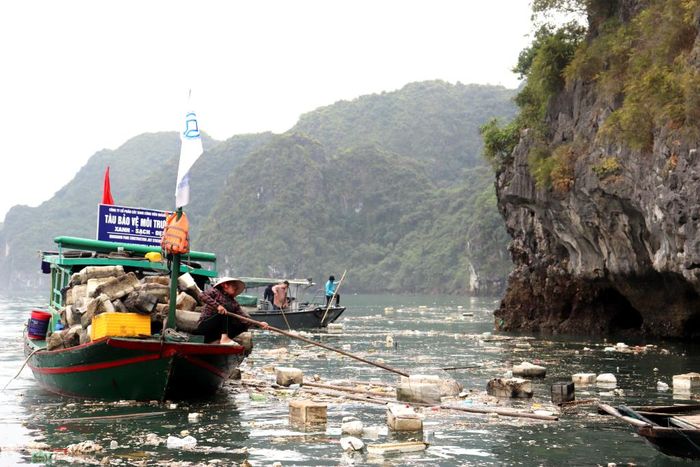 Ngay khi xuất hiện tình trạng này, từ ngày 24/3, Ban Quản lý Vịnh Hạ Long đã huy động 25 tàu, xuồng, đò và gần 100 người vớt rác tại tất cả các luồng, tuyến tham quan trên Vịnh Hạ Long. Sau khi thu gom, lượng rác thải được đưa vào bờ tập kết để xử lý theo quy định.